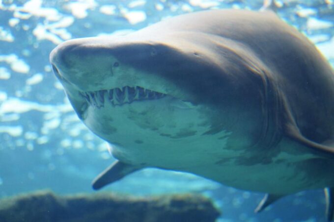 Heraklion City - Market & Cretaquarium Tour From Heraklion - Important Information