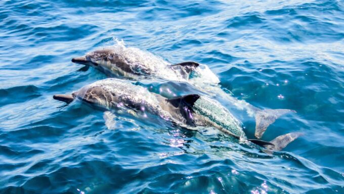 Heraklion: Dia Island Sailboat Cruise With Swimming and Meal - Duration and Pricing