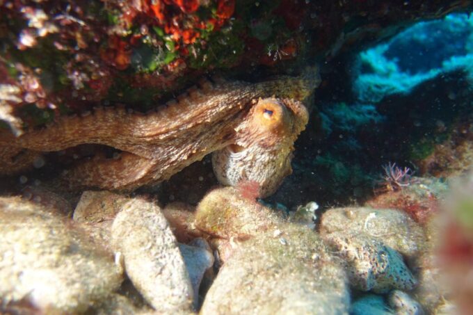 Heraklion: Discover Scuba - Intro for Beginners - Frequently Asked Questions