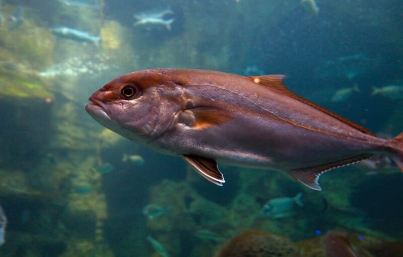 Heraklion: Family Fun Day With Dinosauria and Cretaquarium - Itinerary and Transportation
