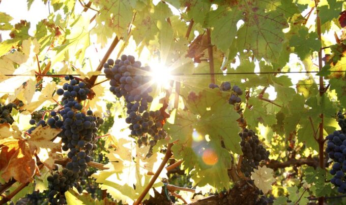 Heraklion: Half Day Semi Private Wine Tour With Tastings - Vineyard Experiences