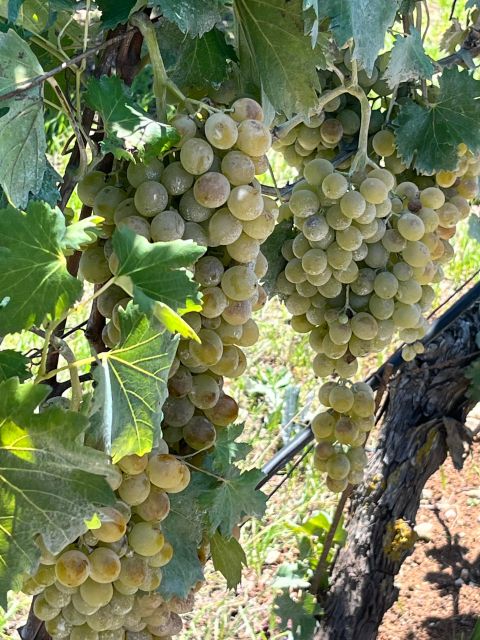Heraklion: Half Day Small Group Olive Oil & Wine Tour - Key Highlights