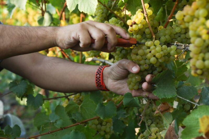 Heraklion: Half Day Small Group Olive Oil & Wine Tour - Not Included