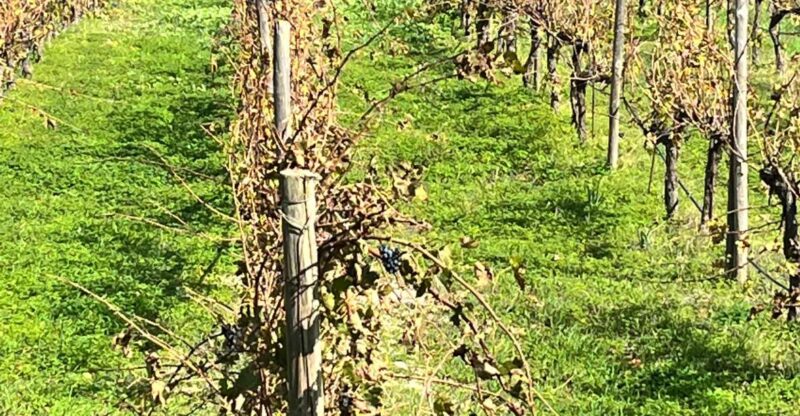 Heraklion: Half Day Small Group Olive Oil & Wine Tour - Booking and Cancellation