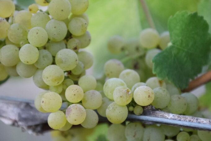 Heraklion: Half Day Small Group Olive Oil & Wine Tour - Transportation and Small Group