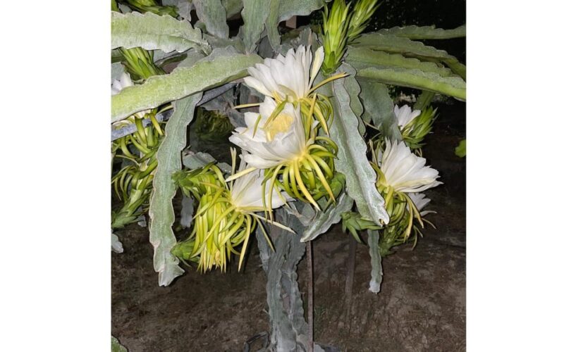 Heraklion :Olive & Dragon Farm Tour & Cretan Farmers Brunch - Participant Suitability