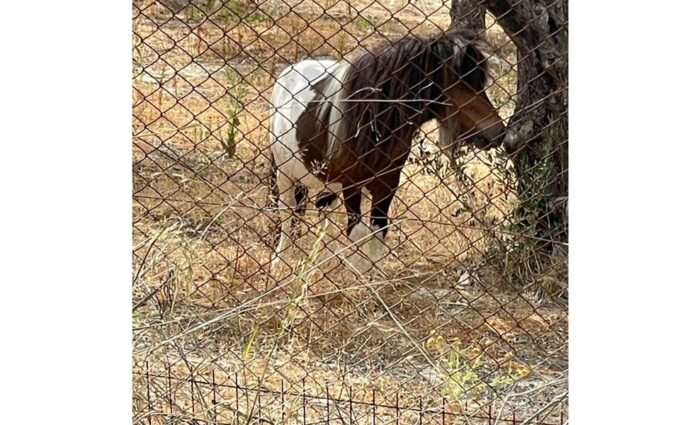 Heraklion :Olive & Dragon Farm Tour & Cretan Farmers Brunch - Customer Feedback