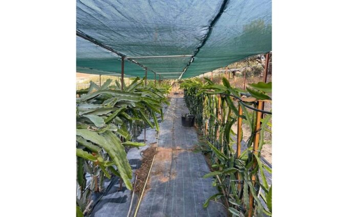Heraklion :Olive & Dragon Farm Tour & Cretan Farmers Brunch - Availability and Booking