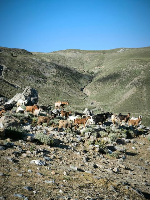 Heraklion: Private Cheesemaking Workshop With a Shepherd - Cheese Tasting and Exploration