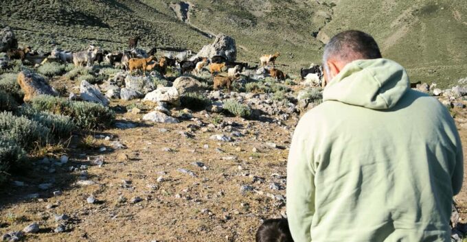 Heraklion: Private Cheesemaking Workshop With a Shepherd - Inclusions and Participant Information