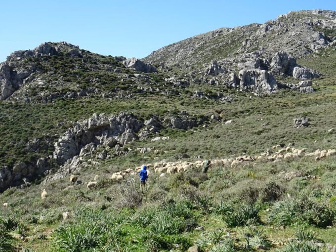 Heraklion: Private Cheesemaking Workshop With a Shepherd - Frequently Asked Questions