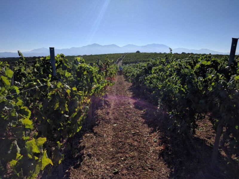 Heraklion: Private Wine Tasting & Lunch @ Lyrarakis Winery - Lunch at the Vineyard