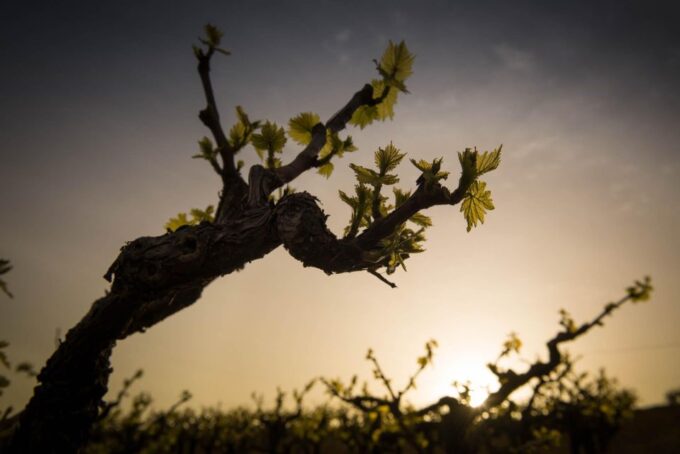 Heraklion: Private Wine Tasting & Lunch @ Lyrarakis Winery - Booking and Cancellation