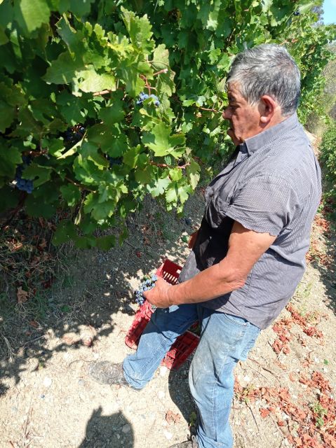 Heraklion: Private Wine Tour of Dafnes Valey - Pricing and Policies