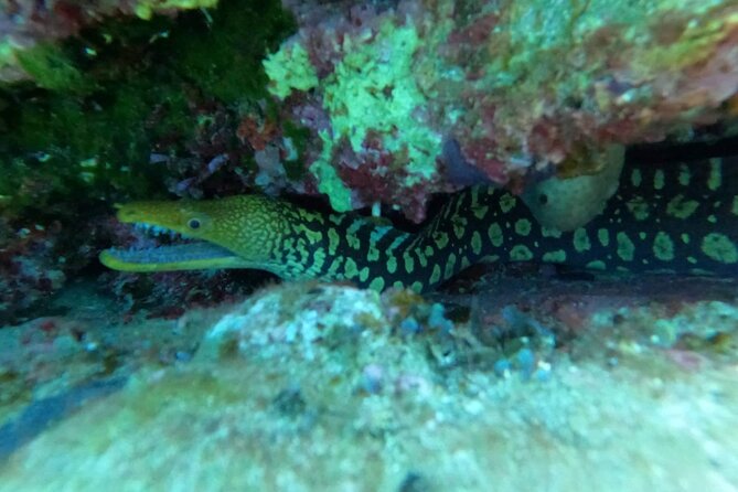 Heraklion: Scuba Diving Experience for Beginners - Accessibility and Transportation