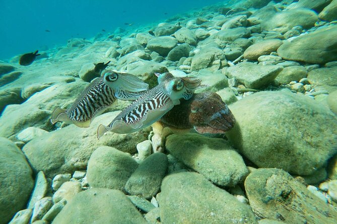 Heraklion: Scuba Diving Experience for Beginners - Booking Details and Offers