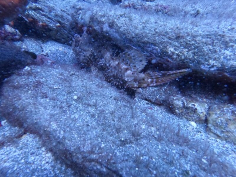 Heraklion: Scuba Diving Experience for Beginners - Pricing and Reservations
