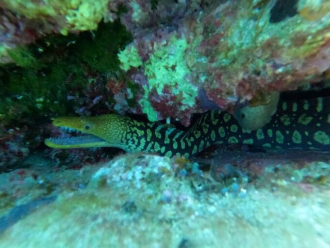 Heraklion: Scuba Diving Experience for Beginners - Transportation Details