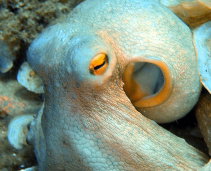 Heraklion: Scuba Diving Experience for First-Timers - Frequently Asked Questions