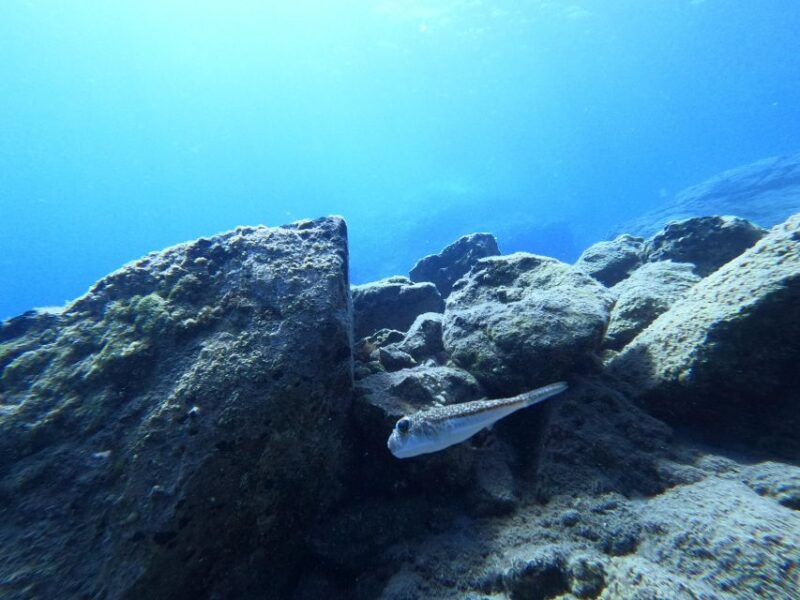Heraklion: Scuba Diving Trip for Beginners - Restrictions and Requirements