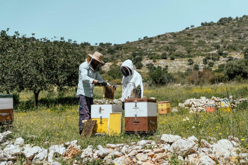 Heraklion: True Crete Melidoni Cave, Secrets of Honey, Olive - Accessibility and Group Size