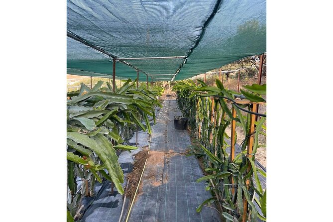 Heraklion:Olive & Dragon Fruit Farm Tour & Cretan Farmers Brunch - Booking and Logistics