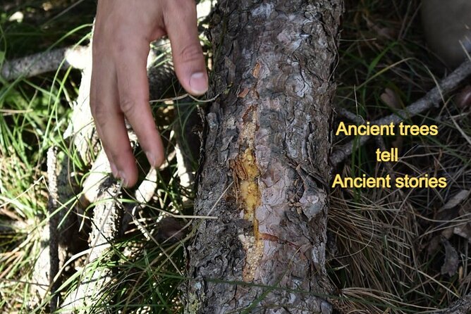 Herbal Medicine Walk - Booking Details