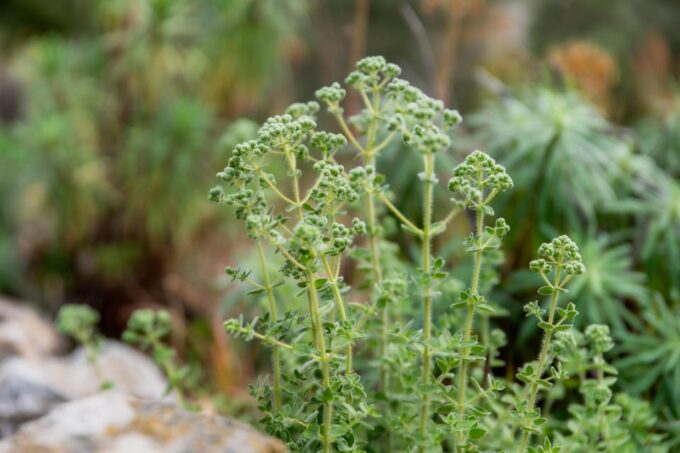 Herbalism and Wildlife (Private Group Experience) - Frequently Asked Questions