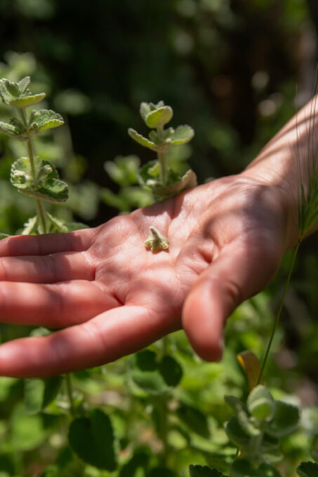 Herbalism and Wildlife (Small Group Experience) - Identifying Edible and Medicinal Plants