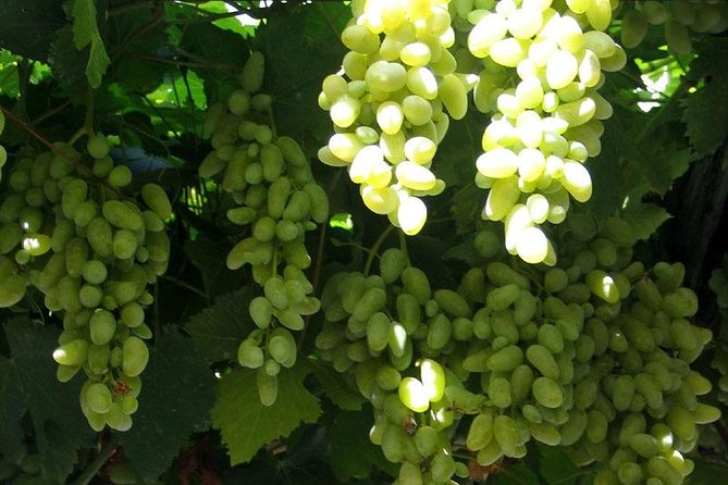 Herculaneum-Wine Tour From Sorrento, With Licensed Guide Included - Additional Information