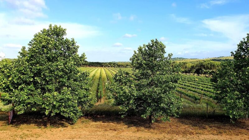Herdade Canal Caveira Winery Visit With TOP5 Wines & Tapas - Unique Microclimate
