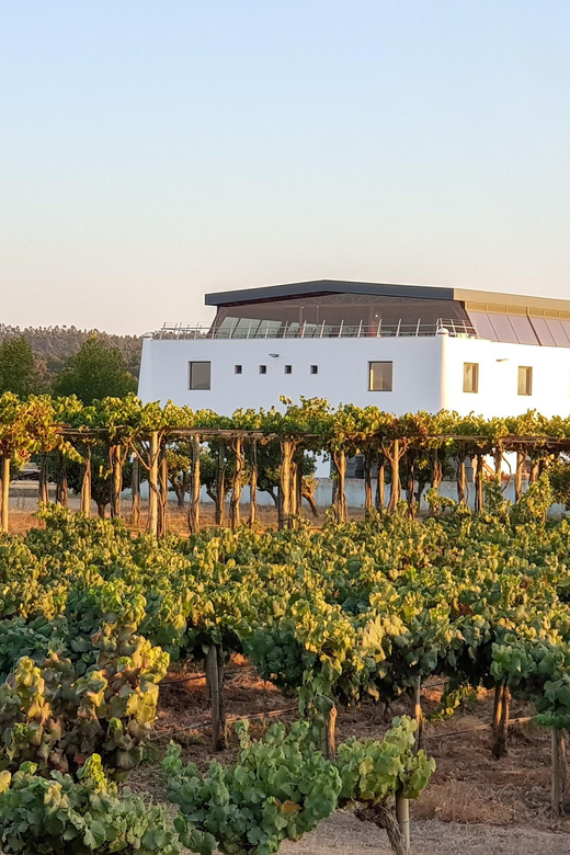 Herdade Canal Caveira Winery Visit With TOP5 Wines & Tapas - Reserve Now & Pay Later