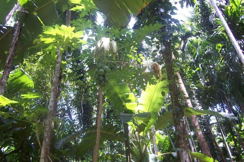Heritage Goa, Ancient Churches and Spice Plantation Visit - Key Points