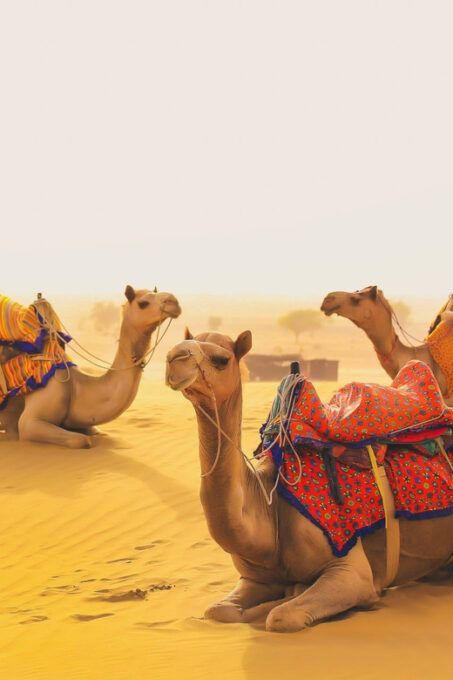 Heritage Palaces Rajasthan Tour By Train 10D/9N - Included Services and Exclusions