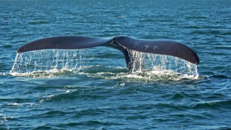 Hermanus: Boat Based Whale Watching Experience - Key Points