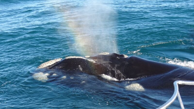 Hermanus: Boat Based Whale Watching Experience - Booking and Cancellation Policy