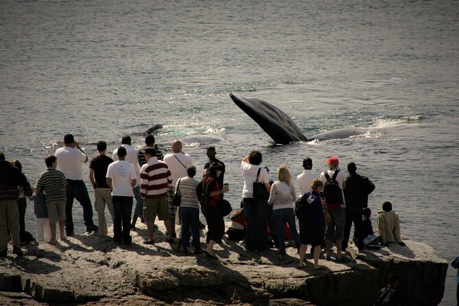 Hermanus Land Based Whale Walking Tour With Dave De Beer - Whale Watching Experience