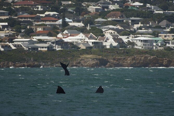 Hermanus Land Based Whale Walking Tour With Dave De Beer - Whale House Museum
