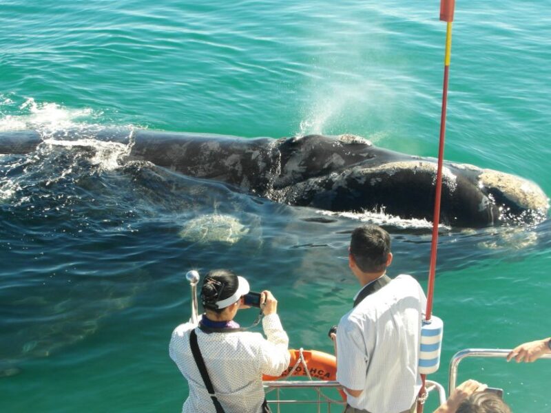 Hermanus: Whale and Dolphin Watching Boat Trip - Key Points