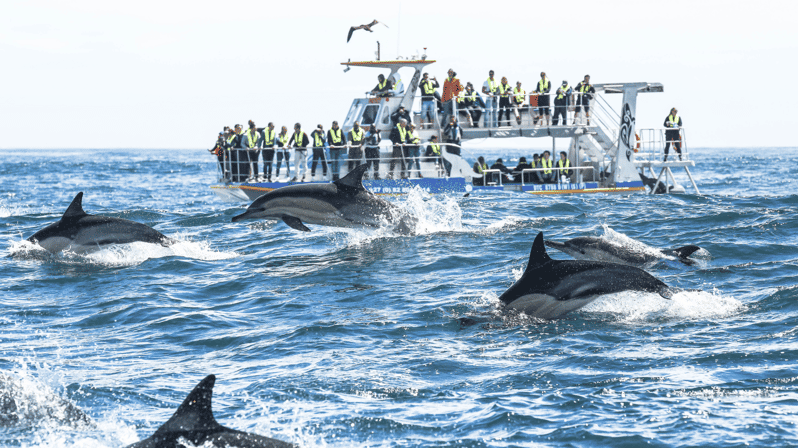 Hermanus Whale Watching and Winelands Private Full-day Tour - Key Points