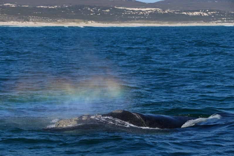Hermanus Whale Watching and Winelands Private Full-day Tour - Key Points
