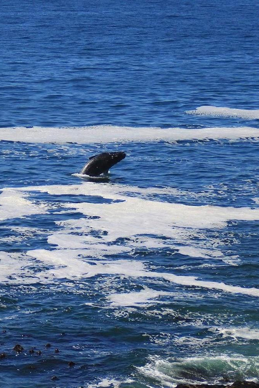 Hermanus Whale Watching and Winelands Private Full-day Tour - Itinerary Details
