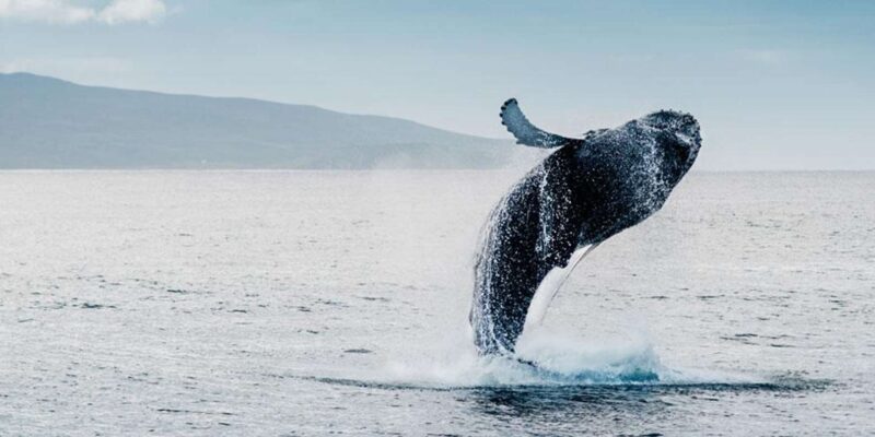 Hermanus Whale Watching and Winelands Private Full-day Tour - Whale Watching Experience