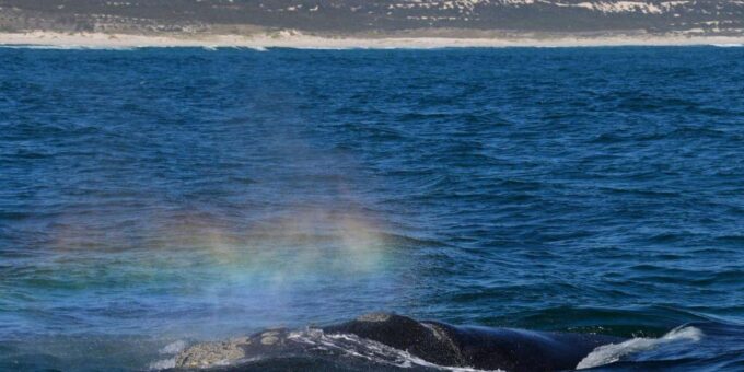 Hermanus Whale Watching and Winelands Private Full-day Tour - Frequently Asked Questions