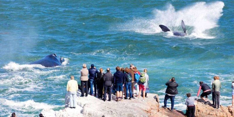 Hermanus Whale Watching and Winelands Stellenbosch Day Tour - Itinerary Highlights