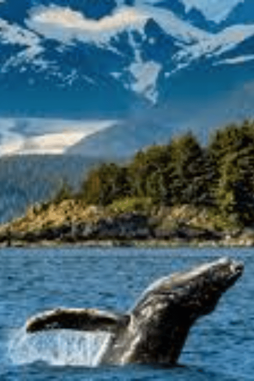 Hermanus: Whale Watching Boat Trip and Wine Tasting ,Penguin - Key Points