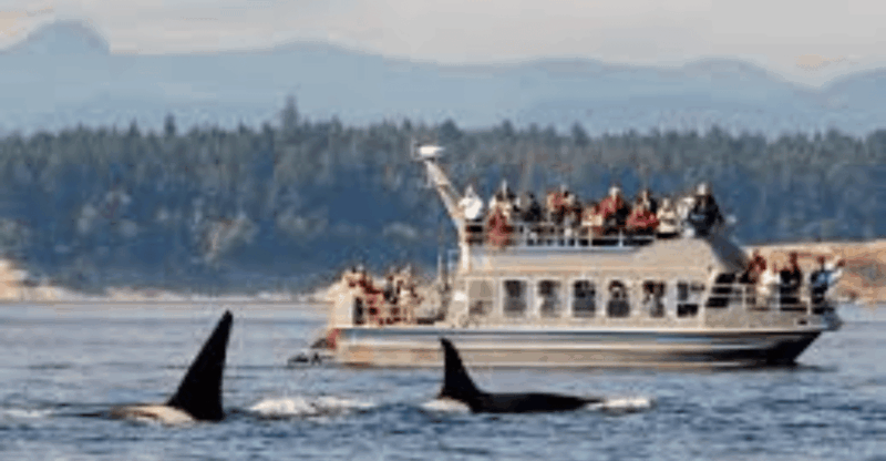 Hermanus: Whale Watching Boat Trip and Wine Tasting ,Penguin - Pickup and Drop-off Locations
