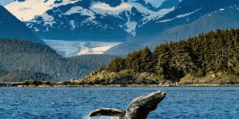 Hermanus: Whale Watching Boat Trip and Wine Tasting ,Penguin - Onboard Refreshments and Inclusions