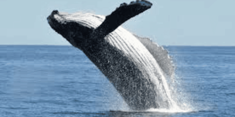 Hermanus: Whale Watching Boat Trip and Wine Tasting ,Penguin - Specialist Guide and Insights