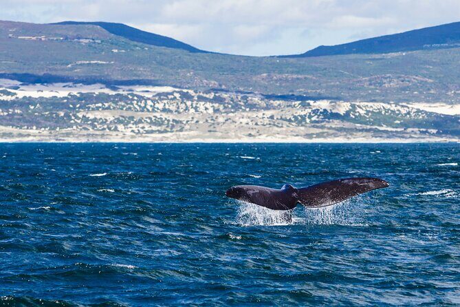 Hermanus Whale Watching Boat Trip - An In-Depth Look at the Hermanus Whale Watching Boat Trip